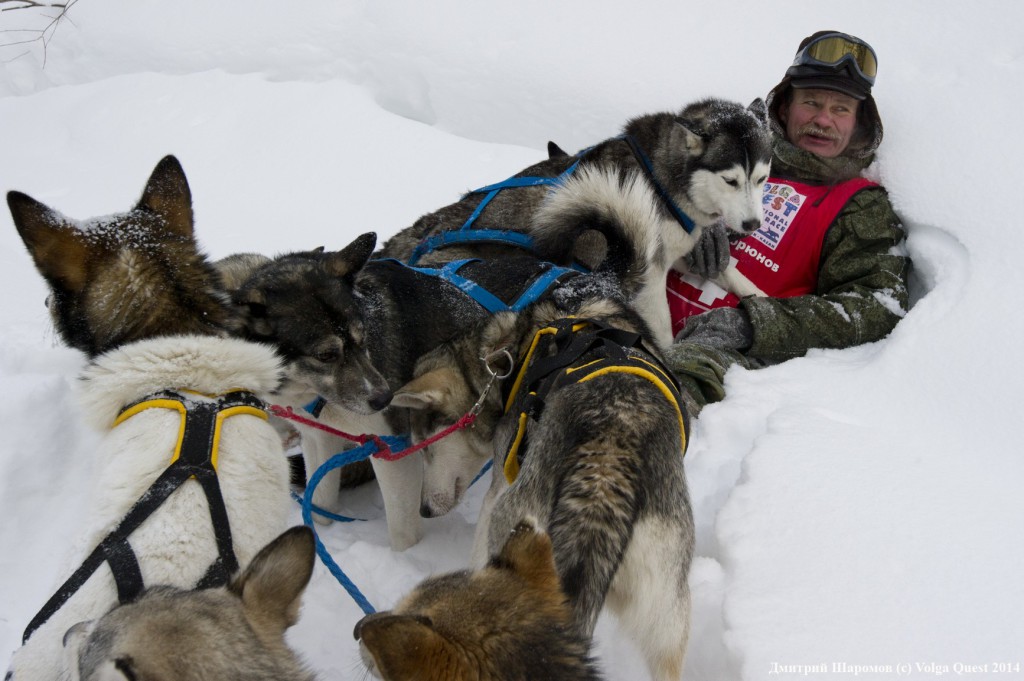 international sled dog race "Volga Quest ".day2. From Toliatii to Kazan.