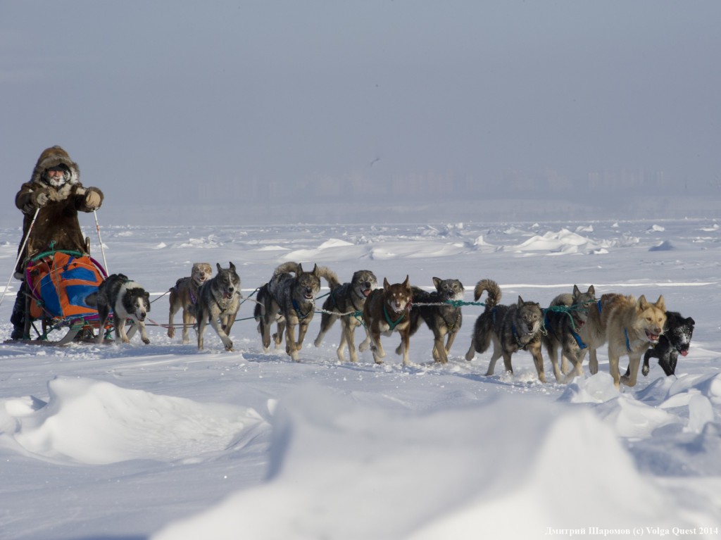 international sled dog race "Volga Quest ".Day 1.