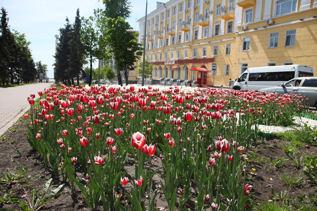 бульвар Гончарова (6)