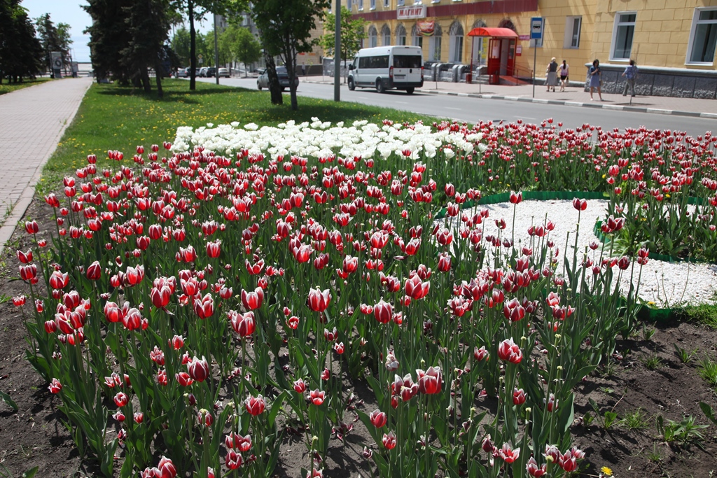 бульвар Гончарова (7)