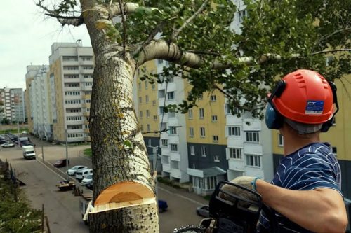 Куда обращаться если деревья затеняют окна многоэтажного дома