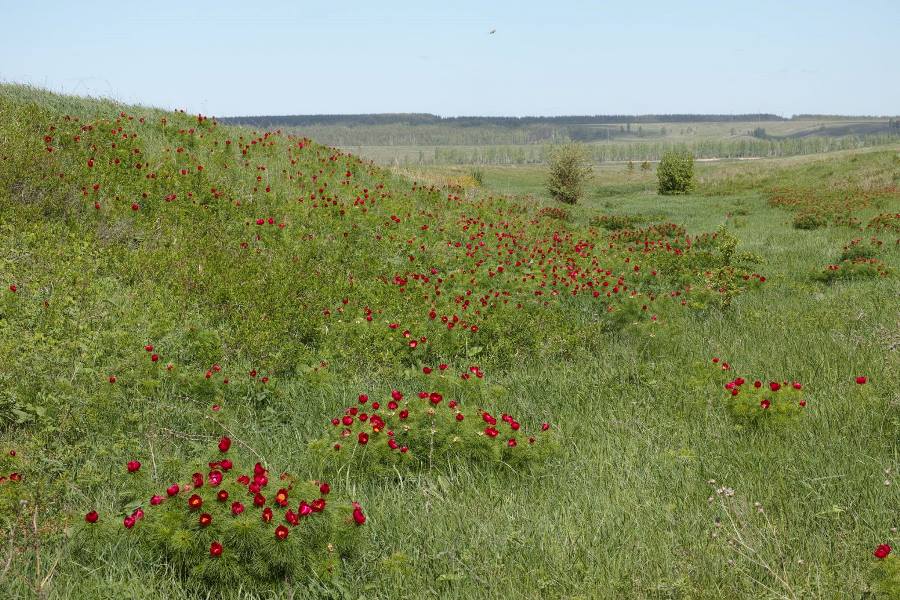 Дикий пион радищевский район фото