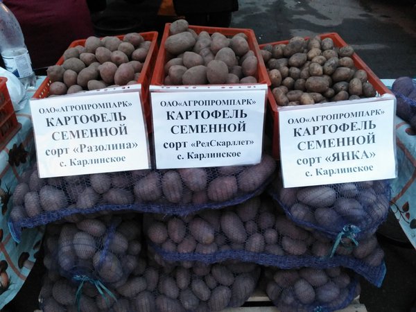 Купить семенной картофель в воронеже. Картошка в магазине. Картошка на рынке. Магазин семенного картофеля. Продается картофель на семена.