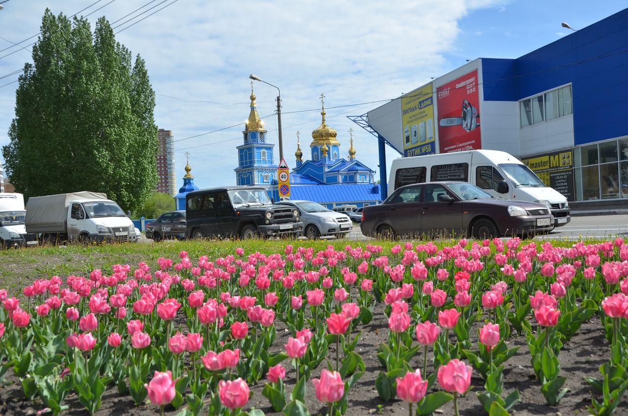 Беглов тюльпан фото