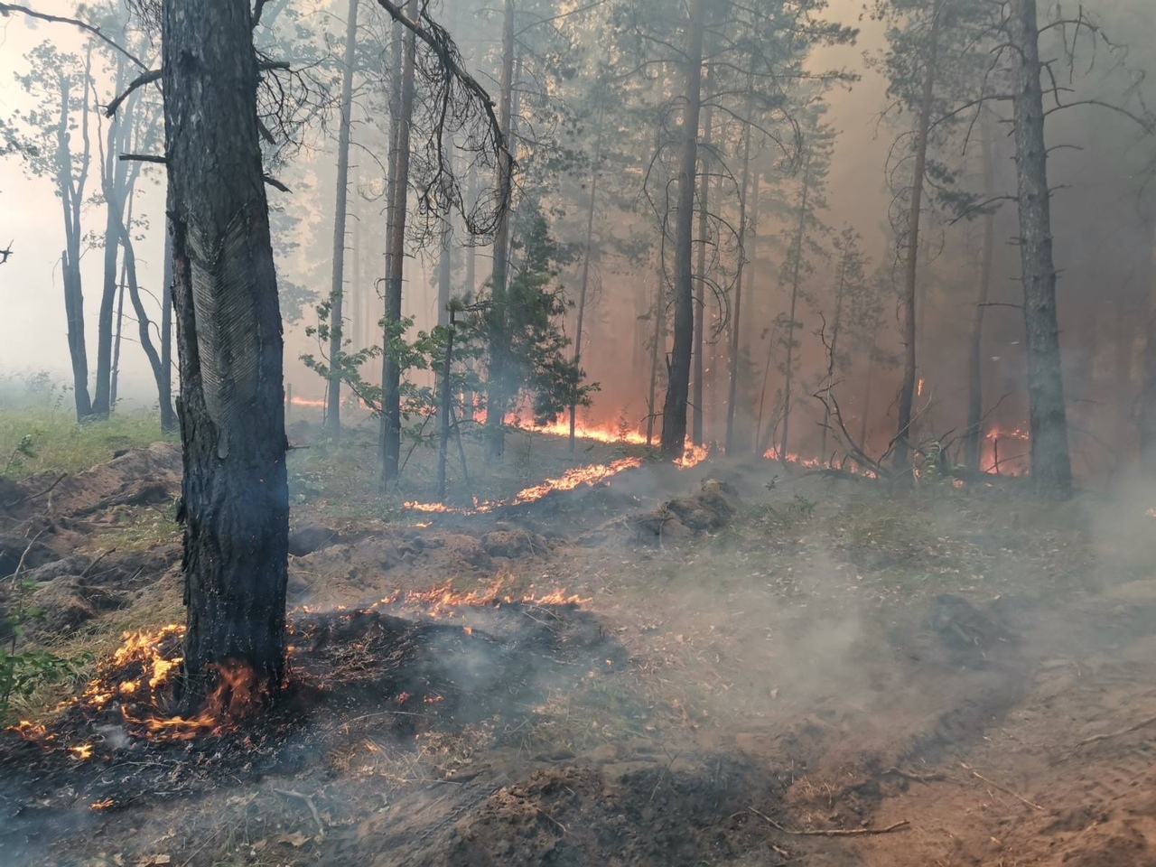 Лесные пожары в Ульяновской области