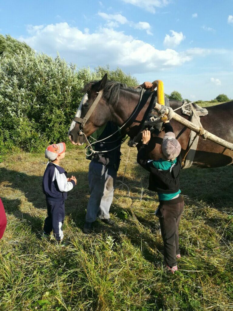 У многодетной семьи в Теньковке Карсунского района украли лошадь. Просят о  помощи Улпресса - все новости Ульяновска