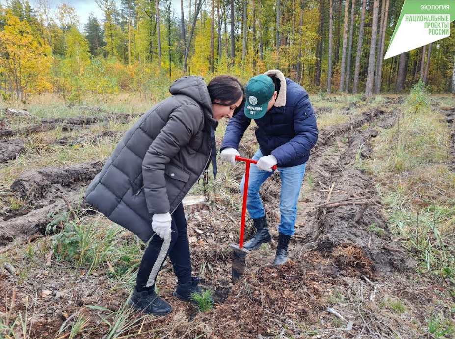 В питомнике лесхоза согласно плану должны были высаживать 260 саженцев сосны ежедневно