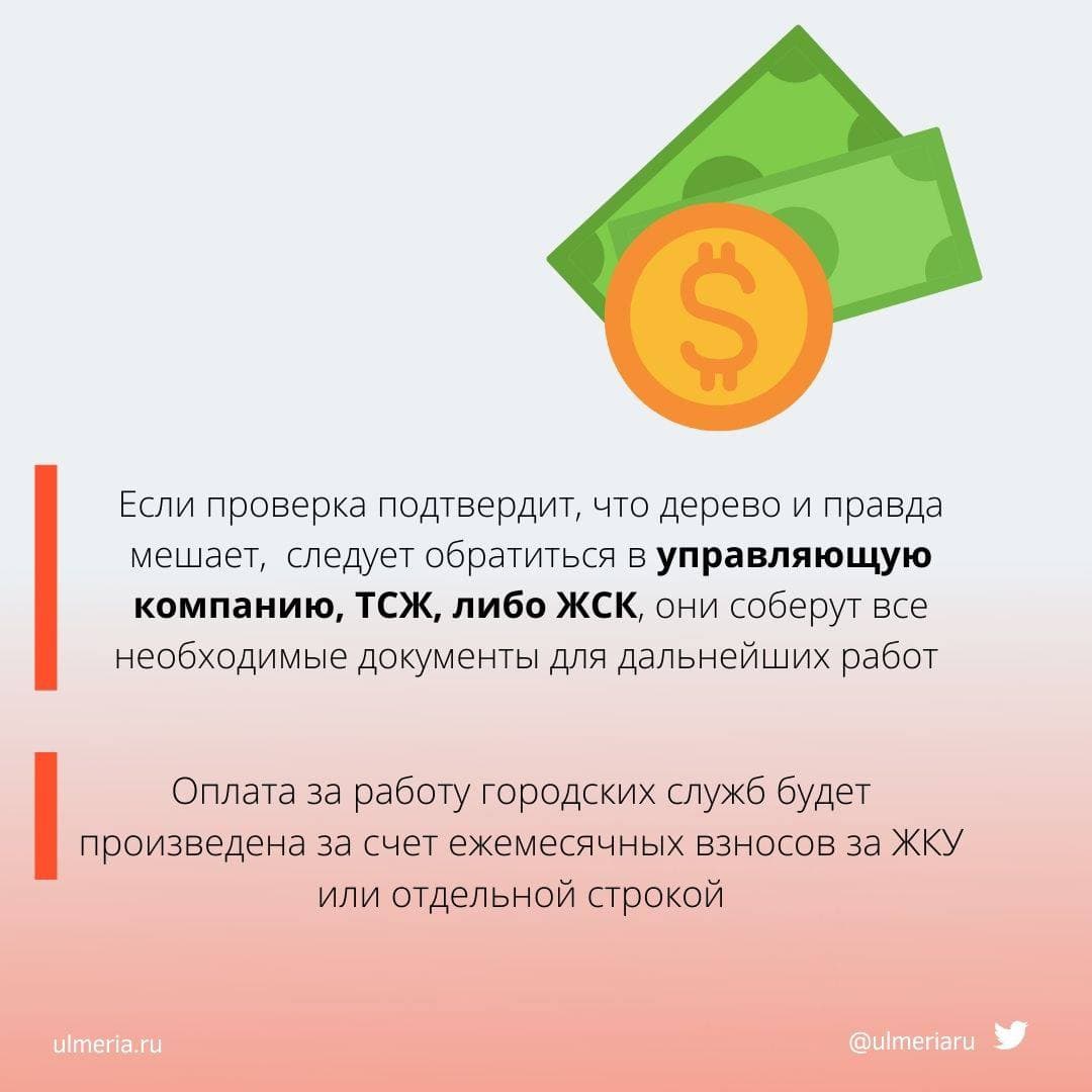 Администрация разъясняет: что делать, если мешает дерево под окном или оно  выглядит аварийным (карточки) Улпресса - все новости Ульяновска