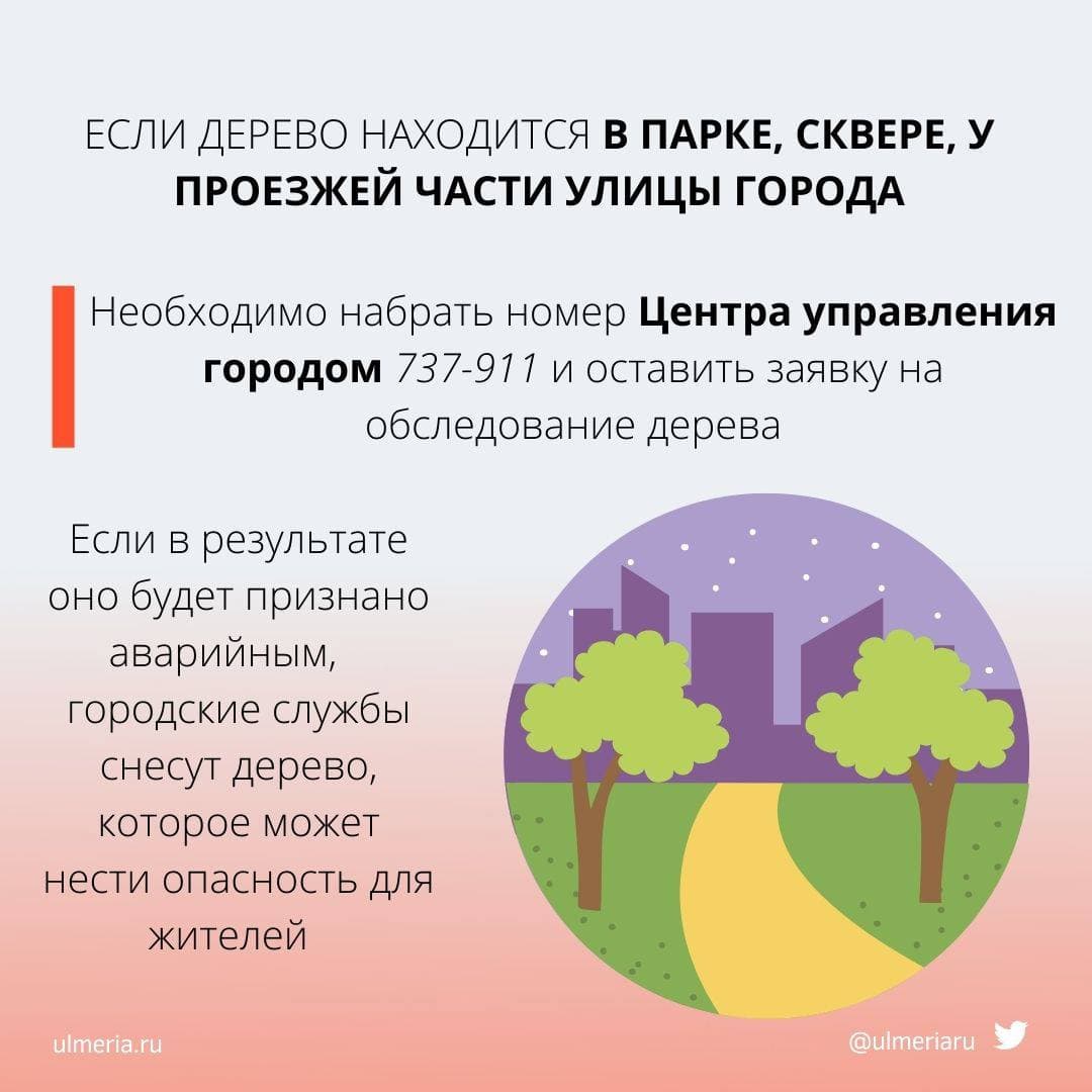 Администрация разъясняет: что делать, если мешает дерево под окном или оно  выглядит аварийным (карточки) Улпресса - все новости Ульяновска