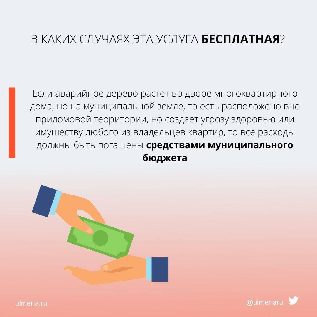 Администрация разъясняет: что делать, если мешает дерево под окном или оно  выглядит аварийным (карточки) Улпресса - все новости Ульяновска