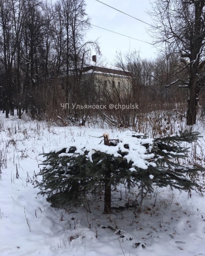 Соцсети: в парке “Молодежный” вандалы спилили макушки елок. Фото Улпресса -  все новости Ульяновска