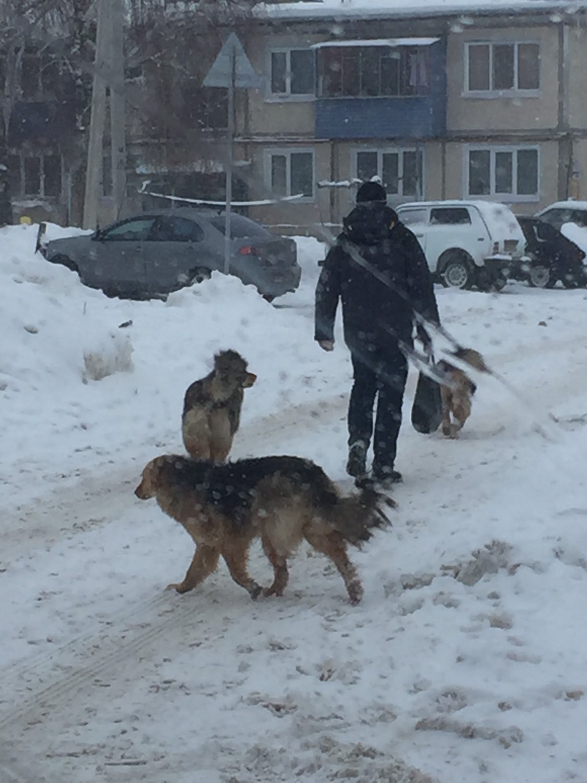 Отлову не подлежат. Жительница Баратаевки пожаловалась на стаю бродячих  собак на территории школы Улпресса - все новости Ульяновска