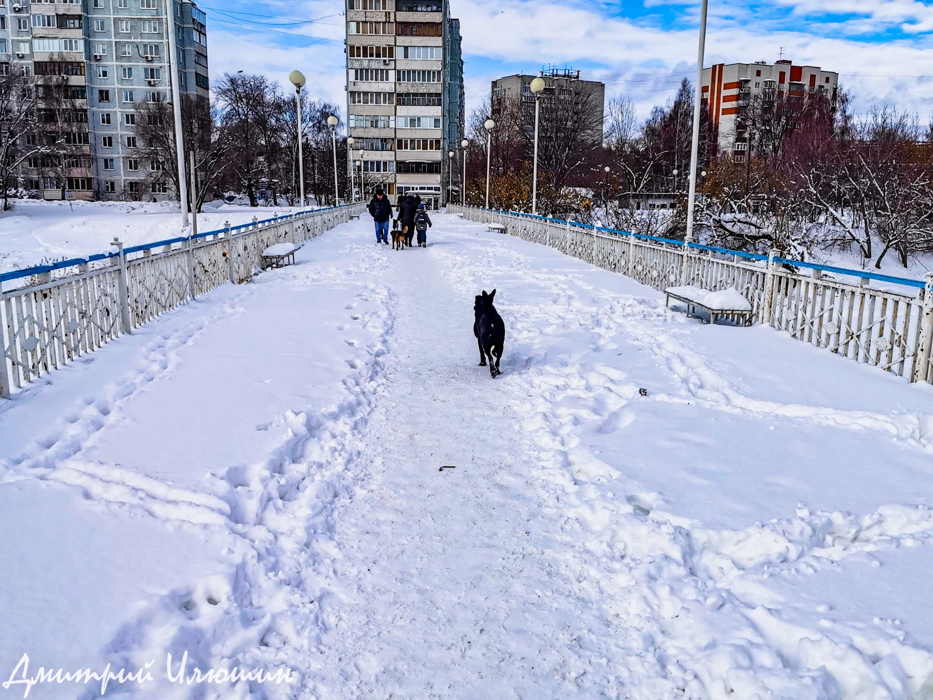 Бродячие псы объявили войну людям”. Возле моста через Свиягу собака укусила  краеведа Дмитрия Илюшина Улпресса - все новости Ульяновска