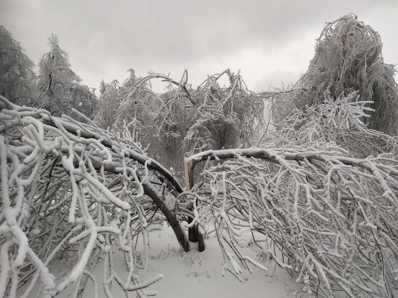 Деревья после ледяного дождя8