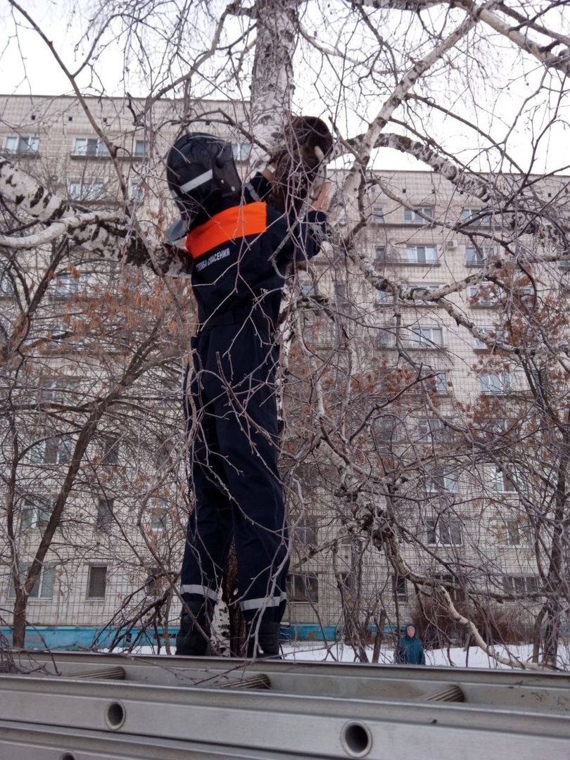 В Засвияжье спасатели спустили с дерева испуганную кошку: фото Улпресса -  все новости Ульяновска