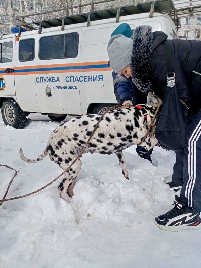 В открытый колодец в Заволжье провалился далматинец Улпресса - все новости  Ульяновска