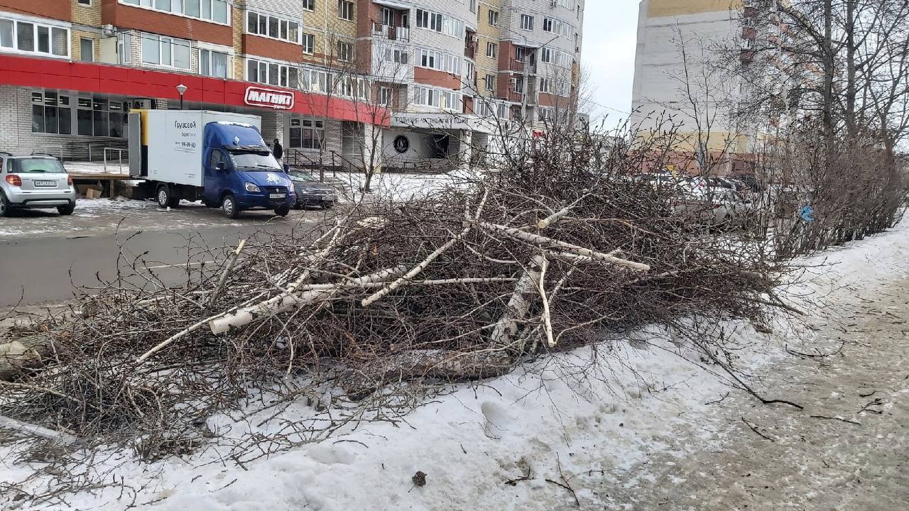 На Отрадной срубили посаженные жителями деревья, чтобы поставить там  остановку Улпресса - все новости Ульяновска