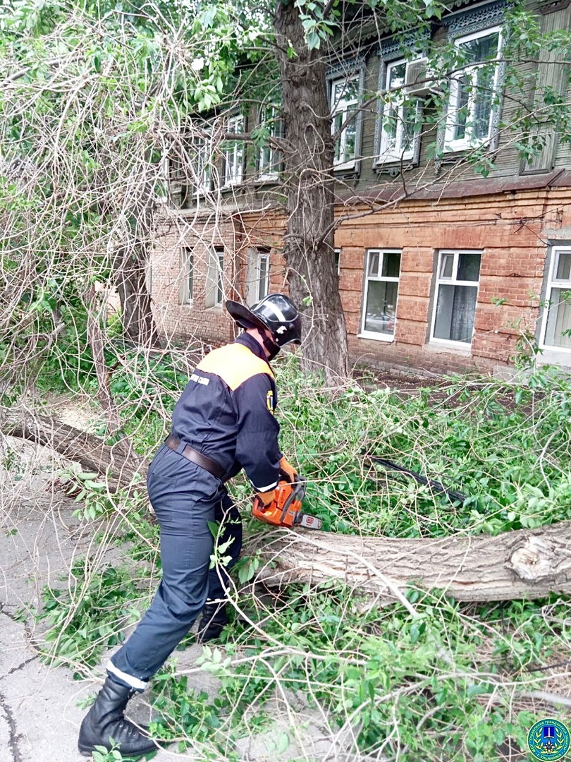 Молния расколола дерево на Западном бульваре: фото Улпресса - все новости  Ульяновска