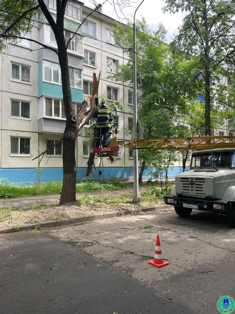 Молния расколола дерево на Западном бульваре: фото Улпресса - все новости  Ульяновска