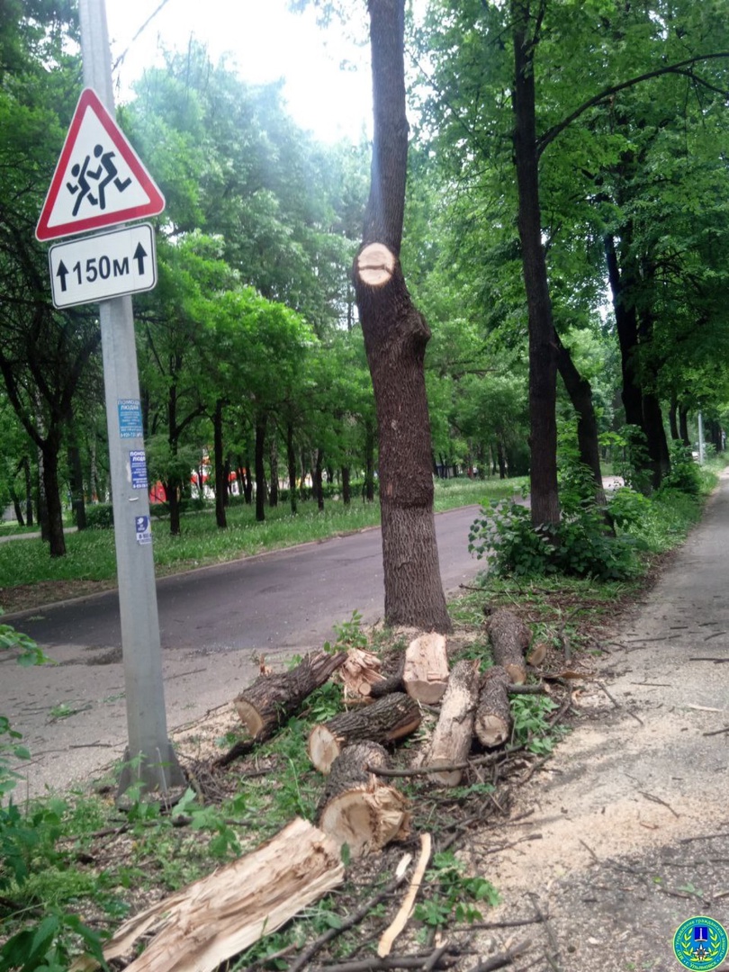 Молния расколола дерево на Западном бульваре: фото Улпресса - все новости  Ульяновска