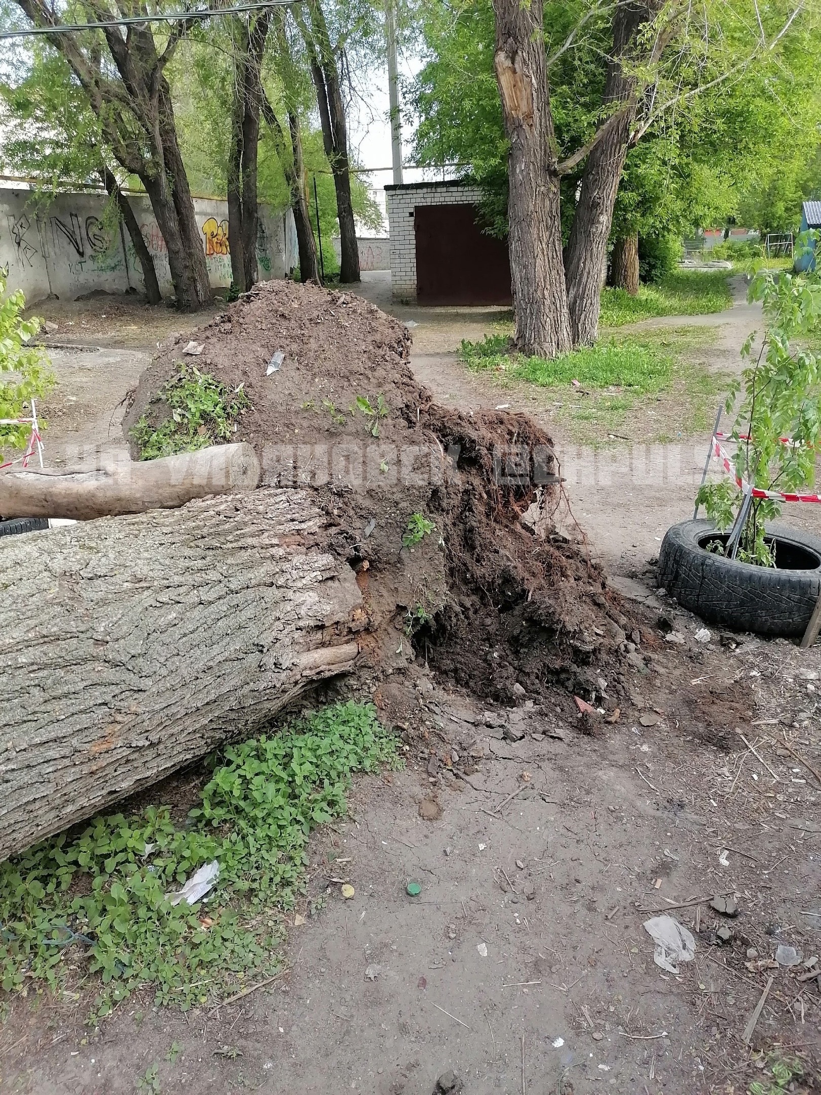 На Хрустальной дерево придавило два припаркованных автомобиля: фото  Улпресса - все новости Ульяновска