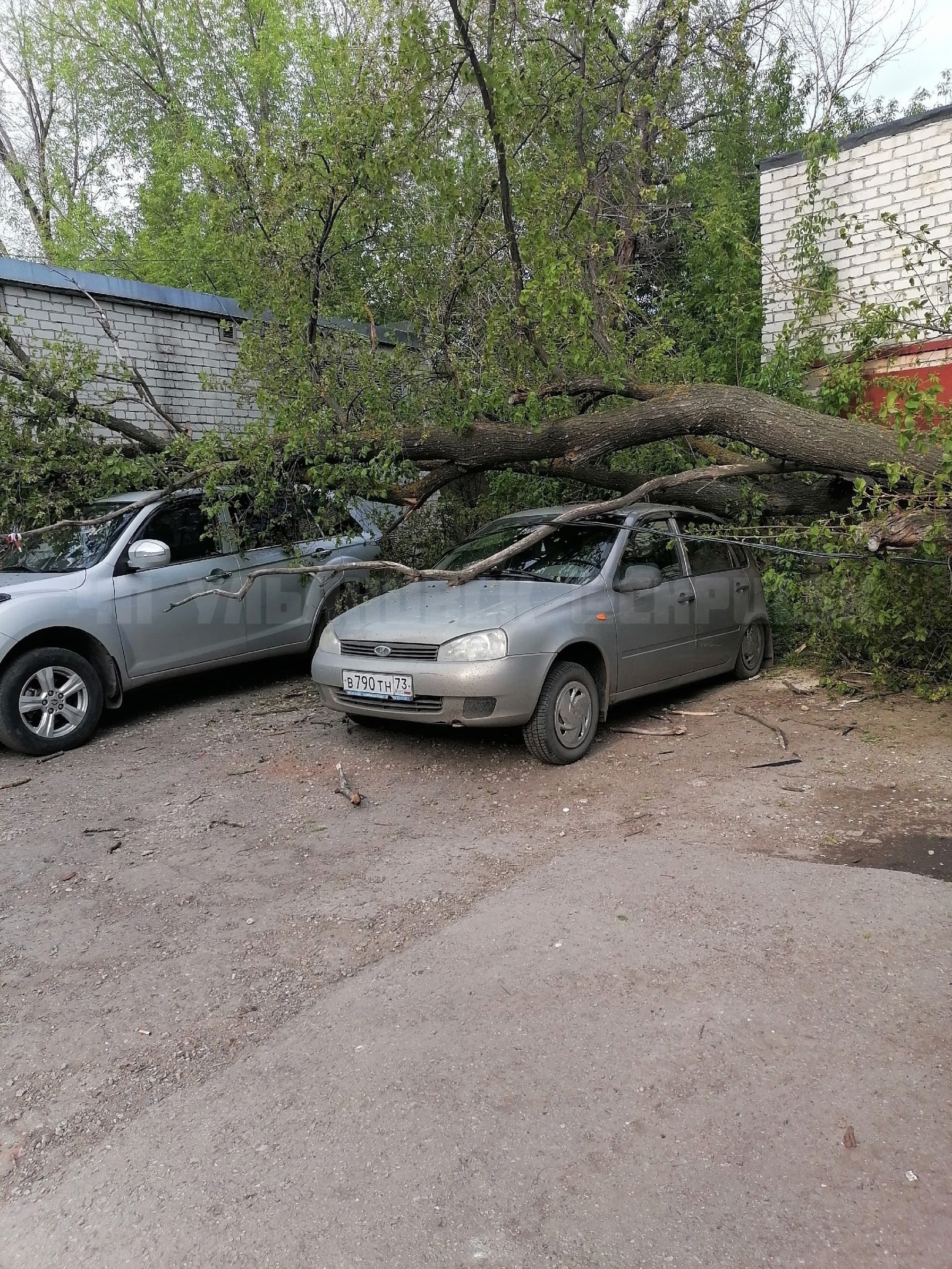 На Хрустальной дерево придавило два припаркованных автомобиля: фото  Улпресса - все новости Ульяновска