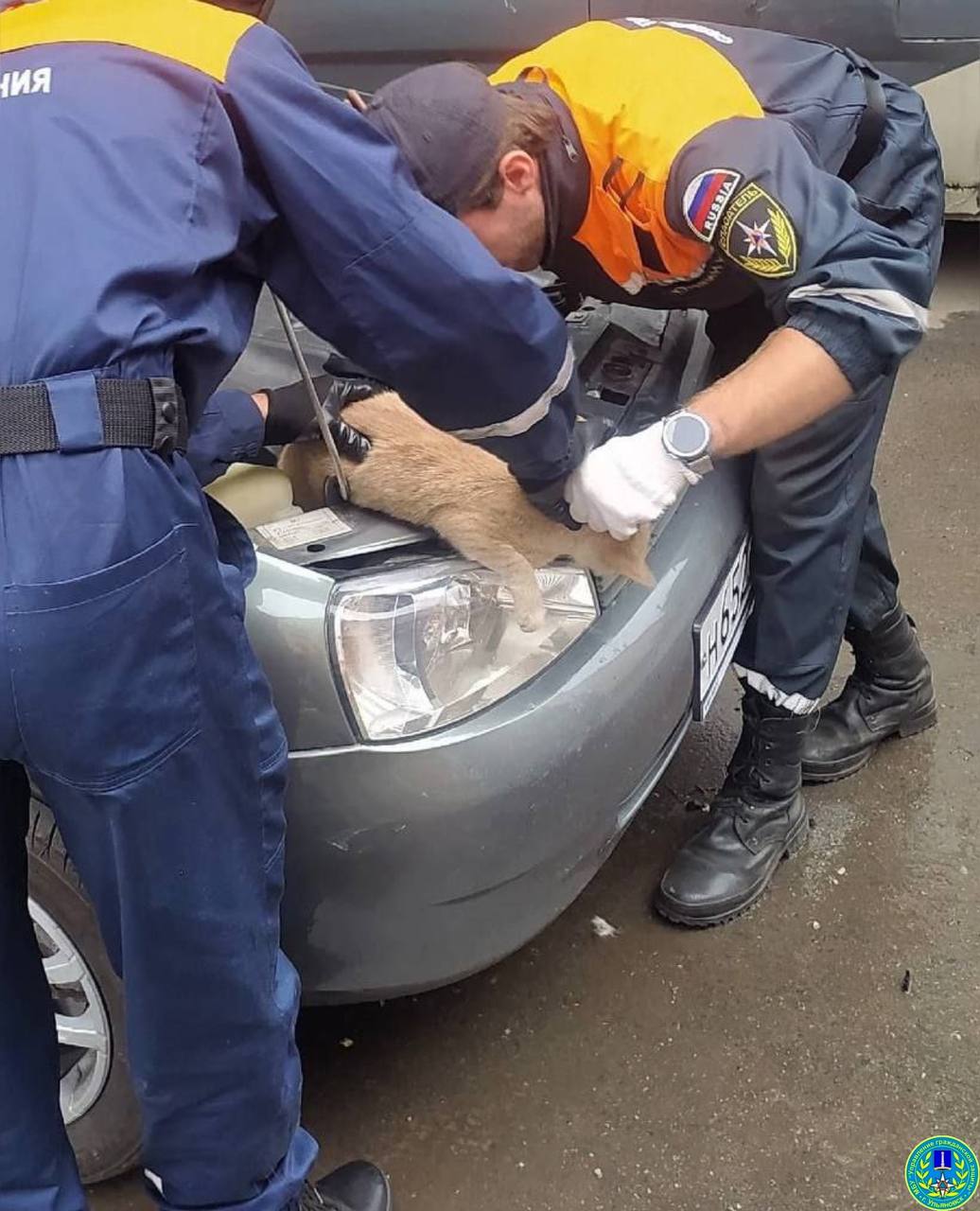 Ульяновские спасатели вытащили из-под капота автомобиля застрявшего кота:  фото Улпресса - все новости Ульяновска