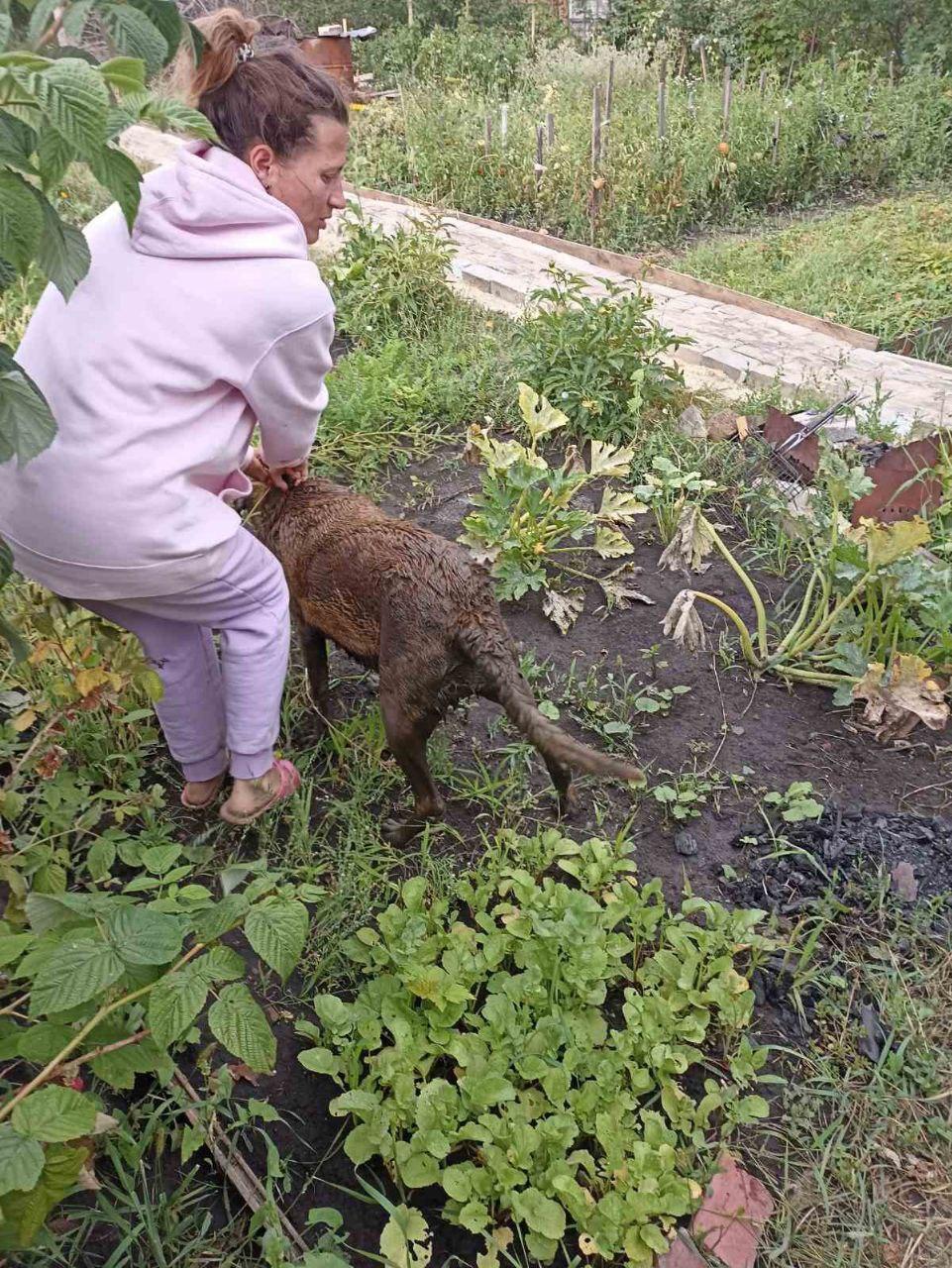 Приехали, несмотря на плотный график”. Ульяновские спасатели помогли собаке  выбраться из ямы в СНТ “Парус”: фото Улпресса - все новости Ульяновска