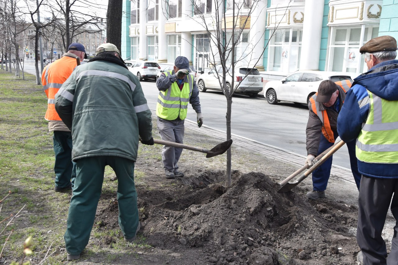 На улицах Ульяновска в этом году высадят более 4,5 тыс. деревьев и  кустарников Улпресса - все новости Ульяновска