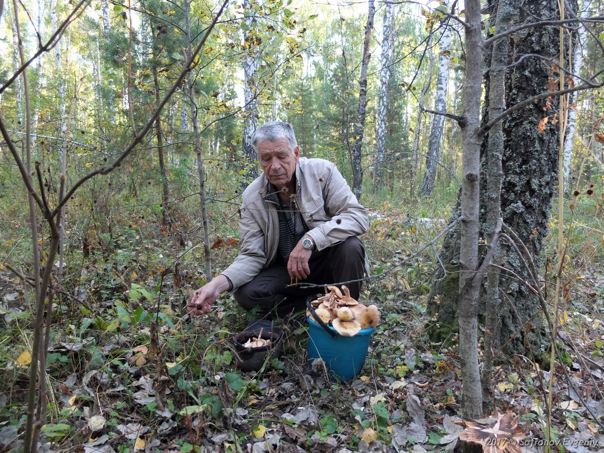 Дед в лесу. Дед грибник. Дедушка грибник. Мужик собирает грибы. Пенсионеры в лесу за грибами.