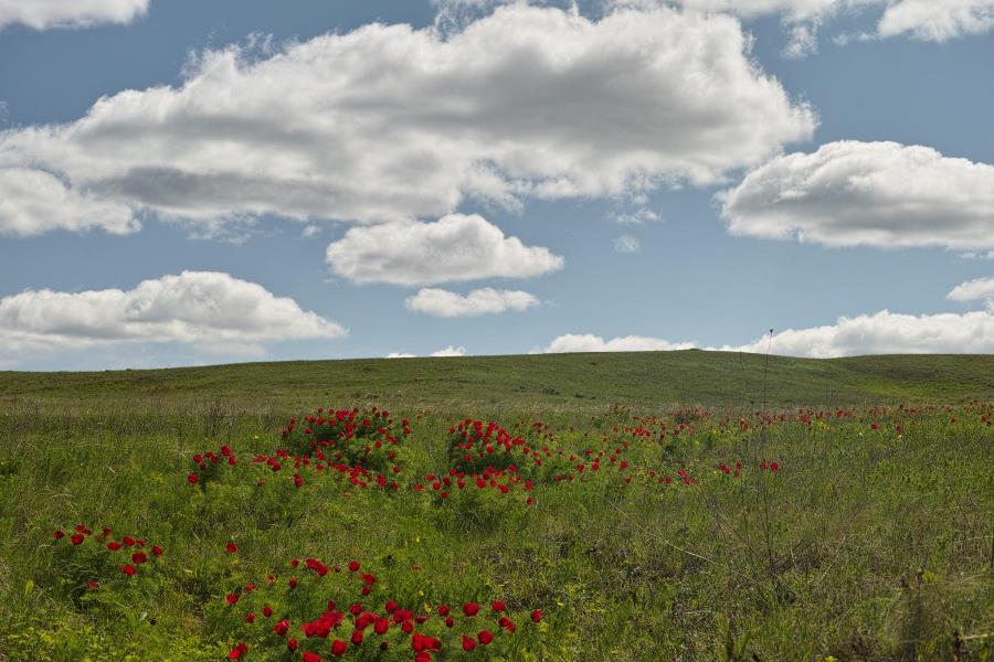 Дикий пион радищевский район фото