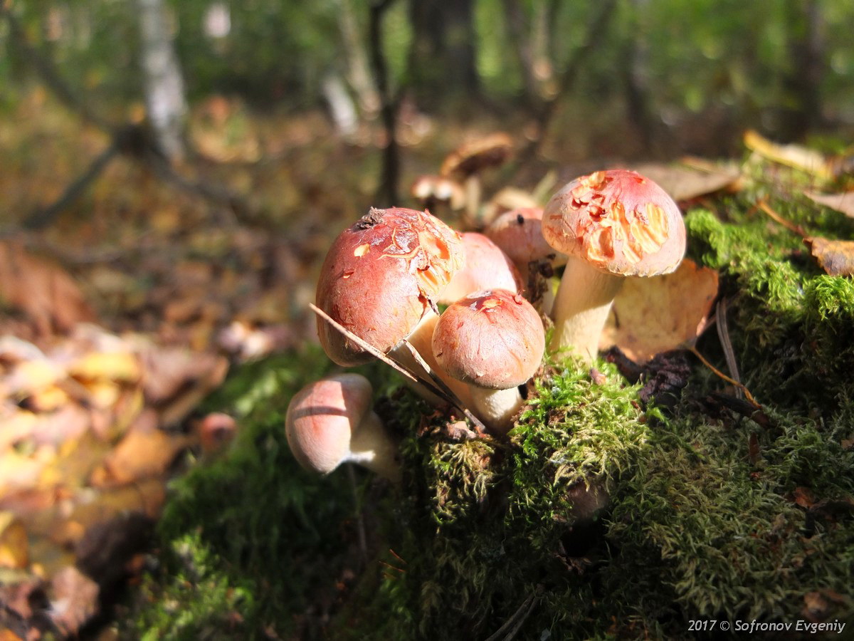 ядовитые грибы похожие на рыжики фото