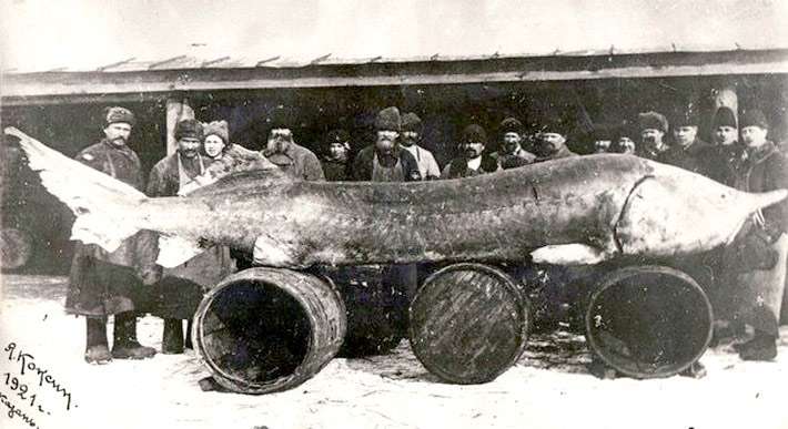 Так выглядит самая большая рыба, когда либо пойманная в России