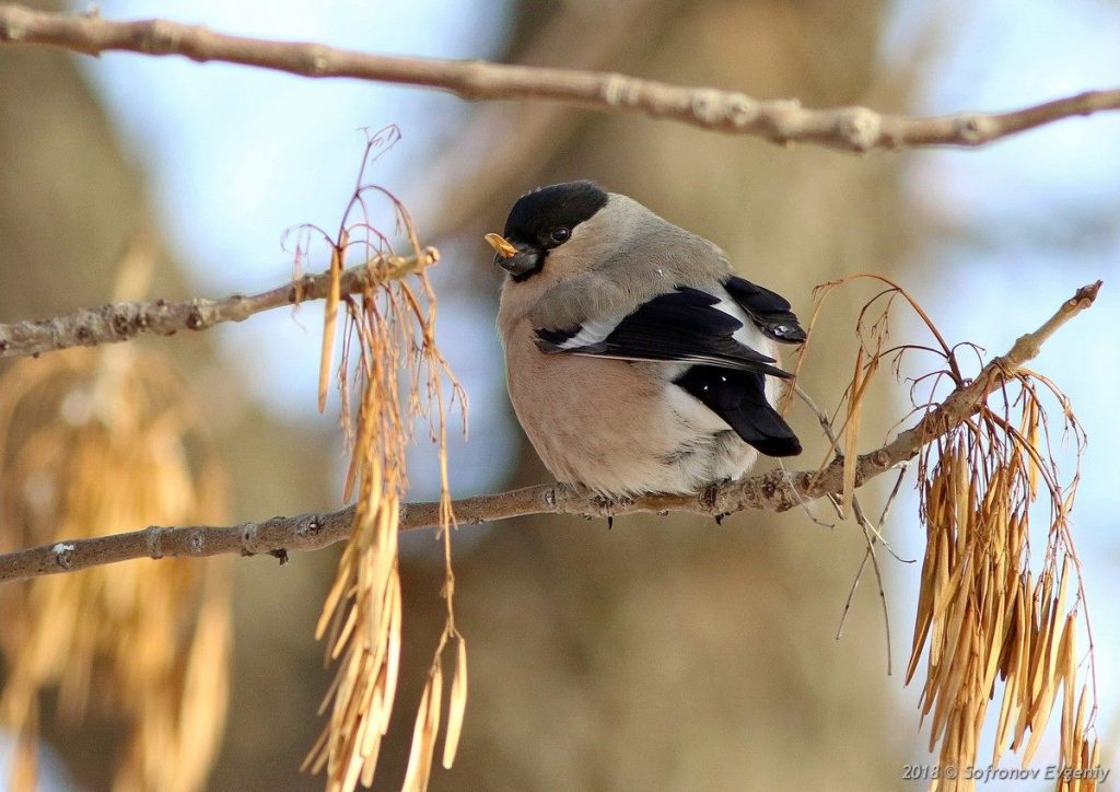 Зимующие птицы свердловской области фото с названиями
