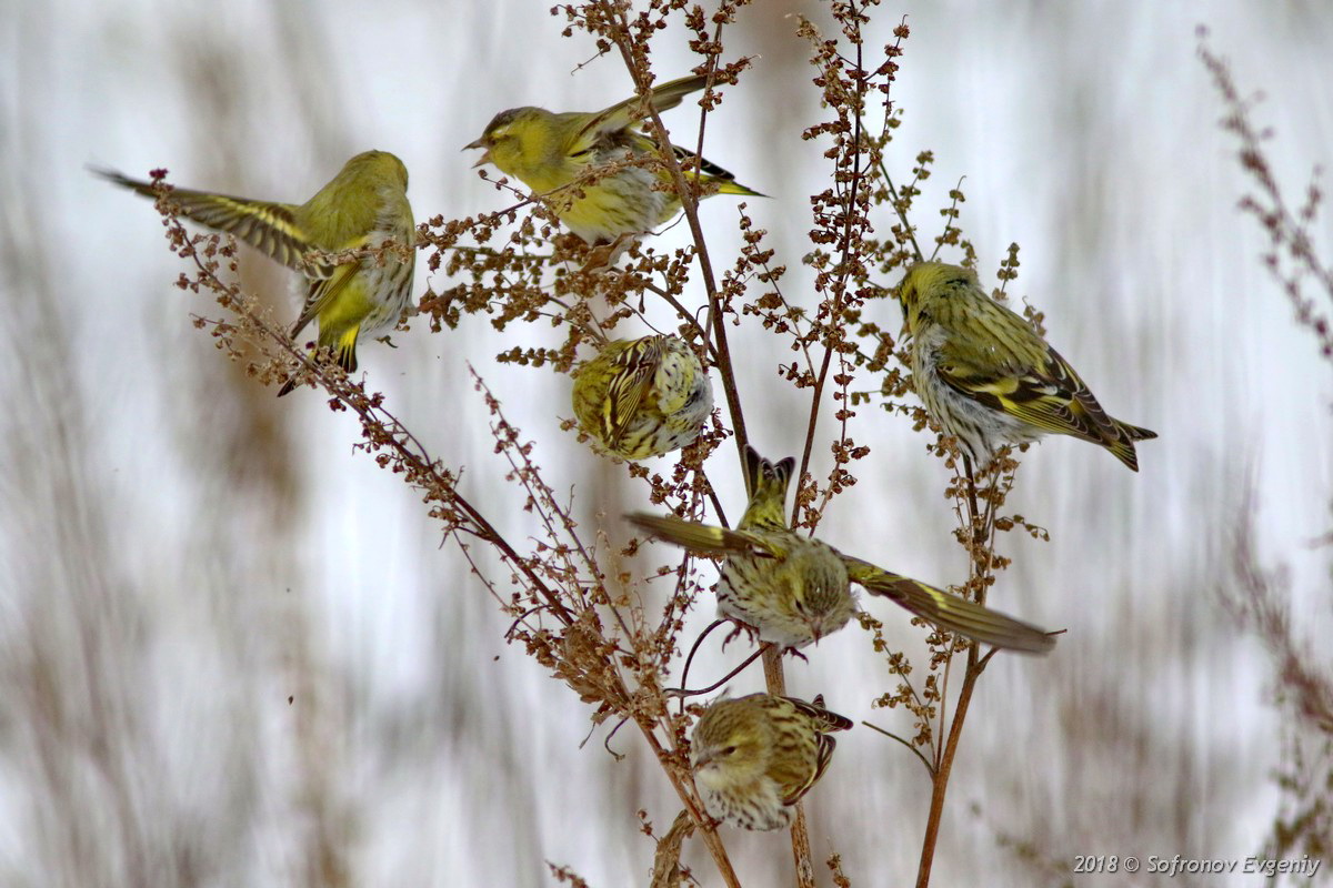 Чиж — Carduelis spinus: описание и изображения птицы, ее гнезда, яиц и записи голоса