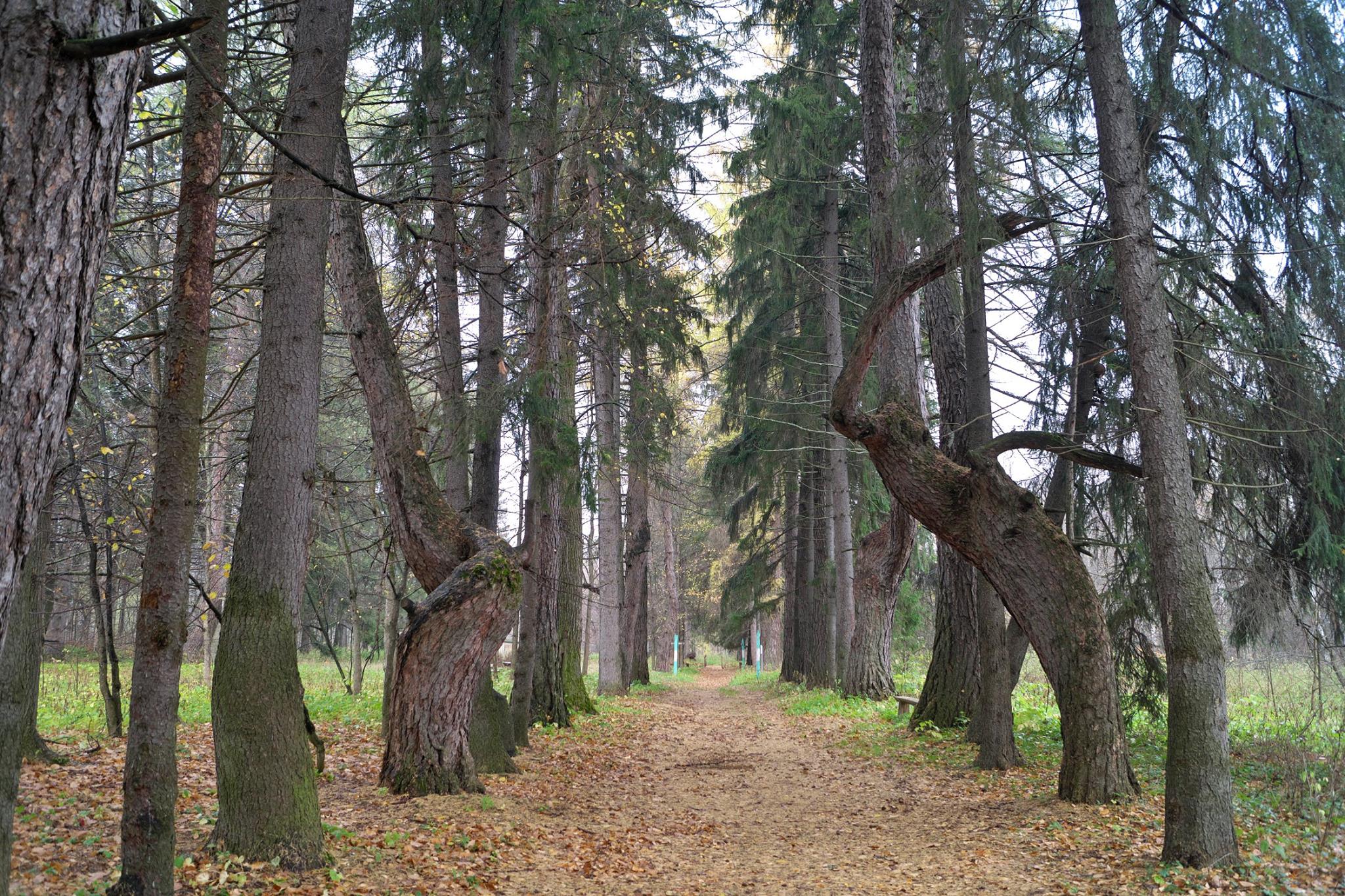 Акшуатский дендропарк фото