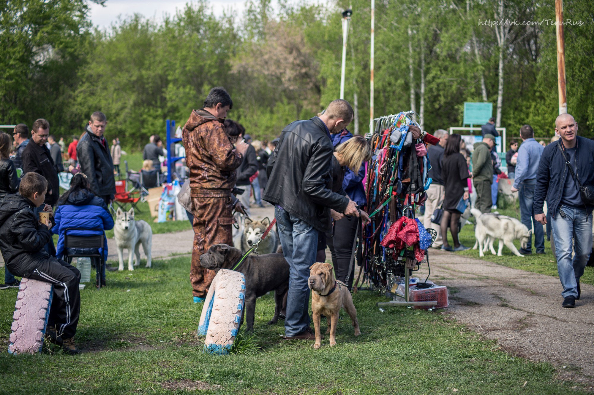 Выставка собак ульяновск