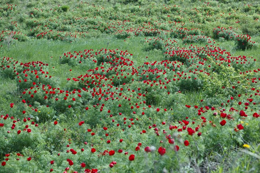 Дикий пион радищевский район фото