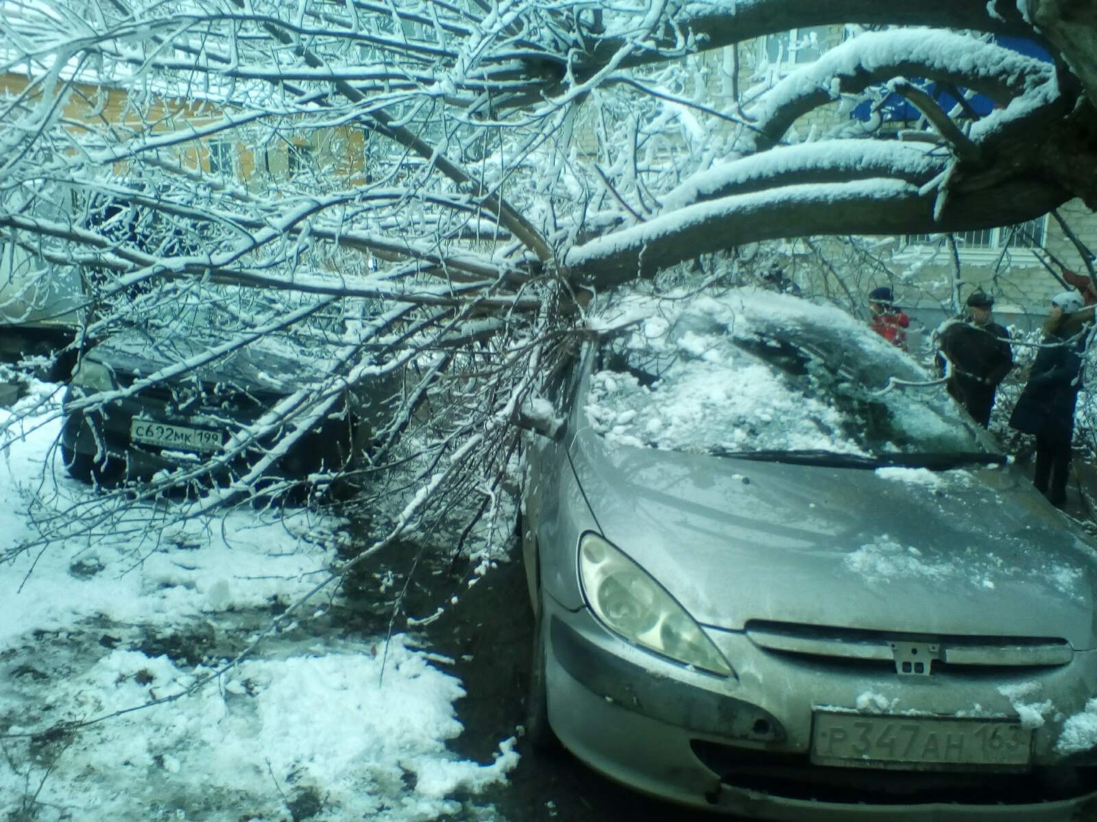 Из-за налипшего снега дерево упало на два автомобиля Улпресса - все новости  Ульяновска