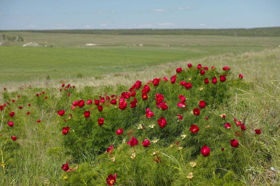 Дикий пион радищевский район фото