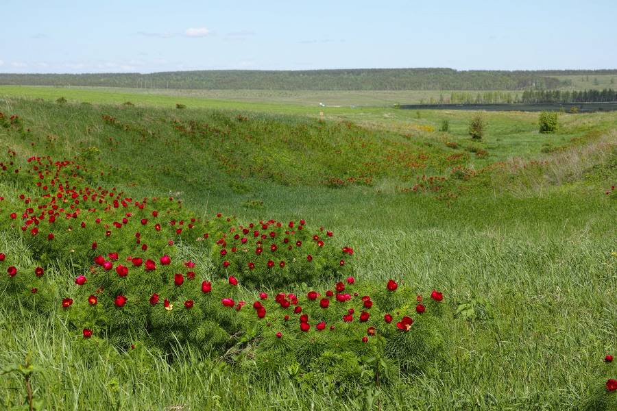 Дикий пион Радищевский район