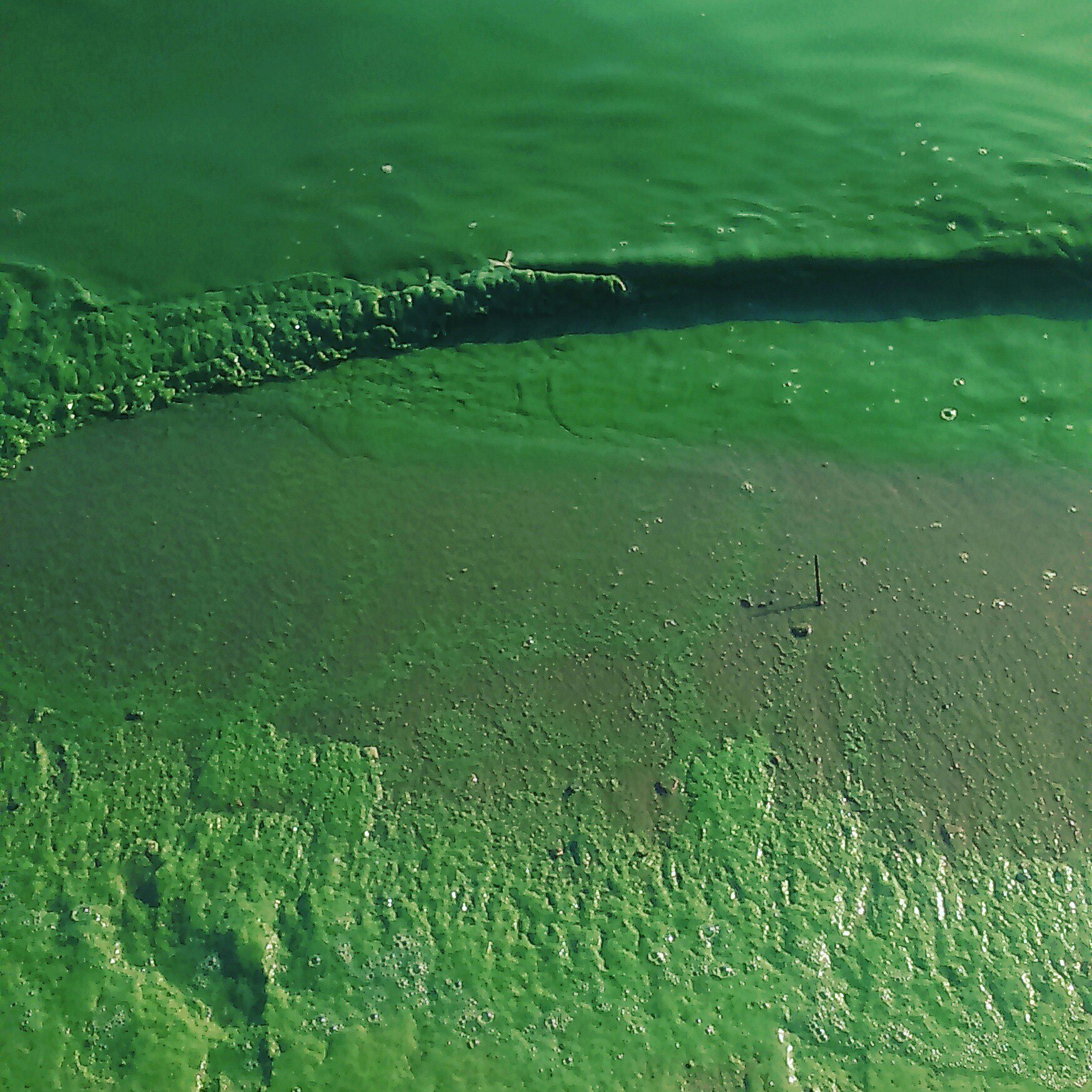 Зеленые воды что делать. Зеленая Волга река. Зеленая вода на Волге. Цветение воды. Цветение воды в Волге.