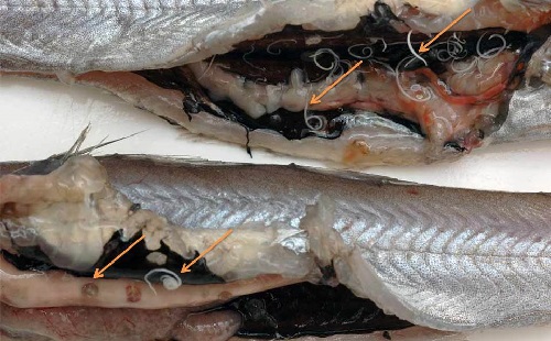 Пути инфицирования рыб и человека