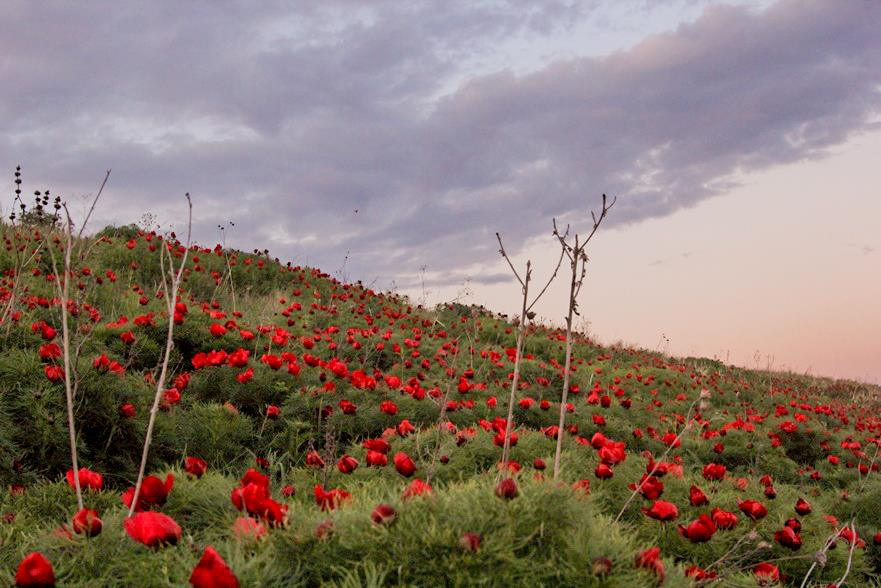 Дикий пион радищевский район фото