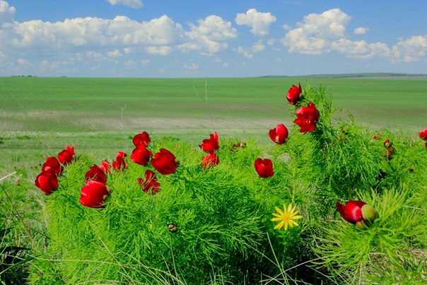 Карта радищевский район