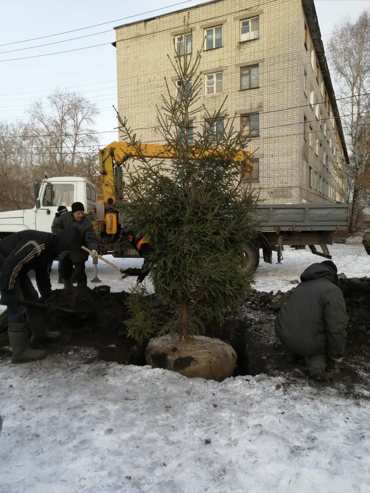 Глава города подарил жителям с улицы Кольцевая 12-летний саженец ели. Фото  Улпресса - все новости Ульяновска