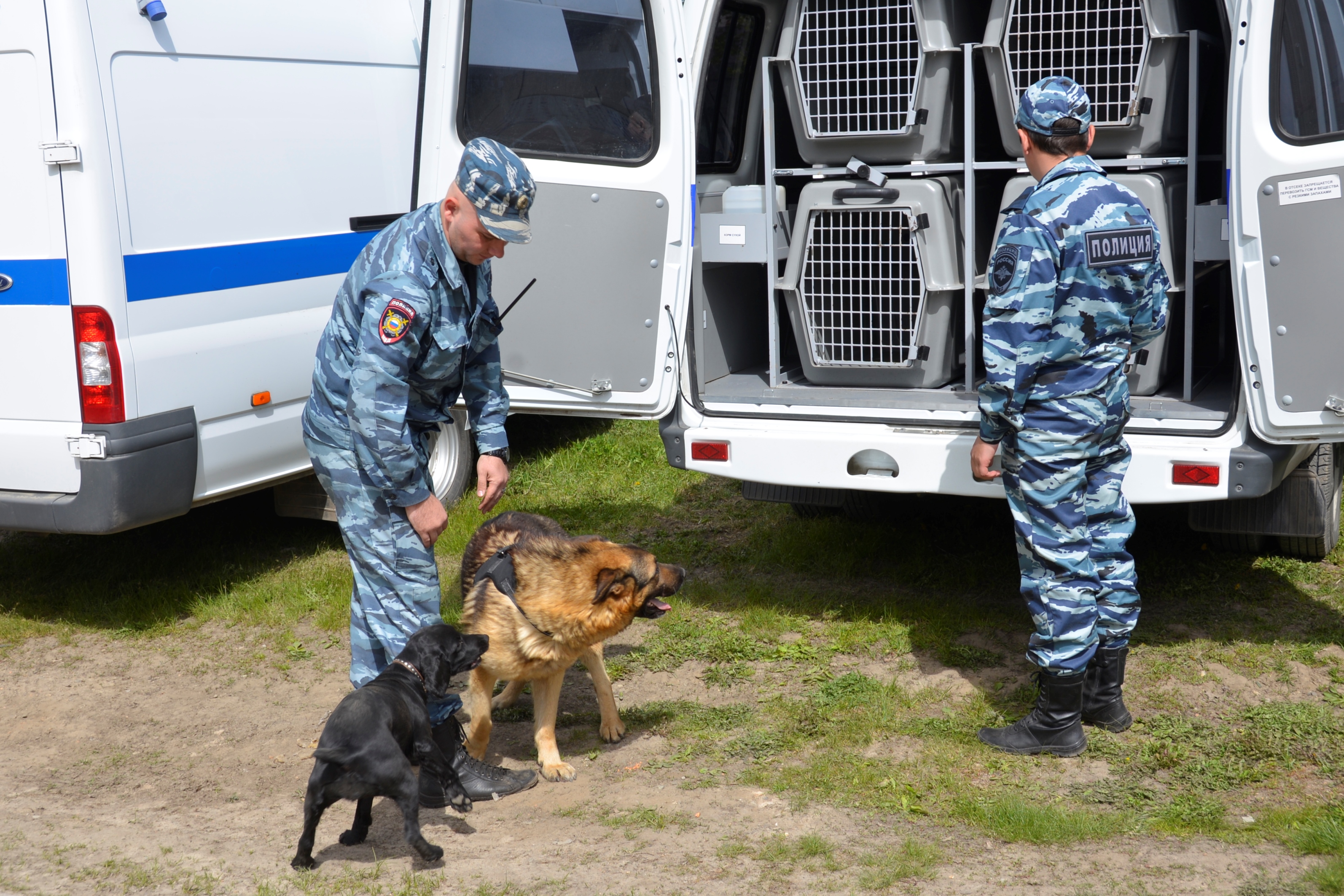 Поймали террористов в брянской области или нет. Медведь в Глотовке Ульяновской области фото и видео.