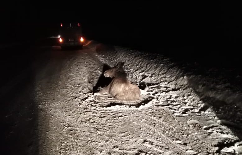 На северодвинской трассе водитель насмерть сбил лося. У зверей началась весенняя миграция