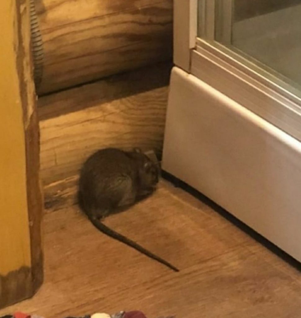 Гигантская крыса в Тверской области